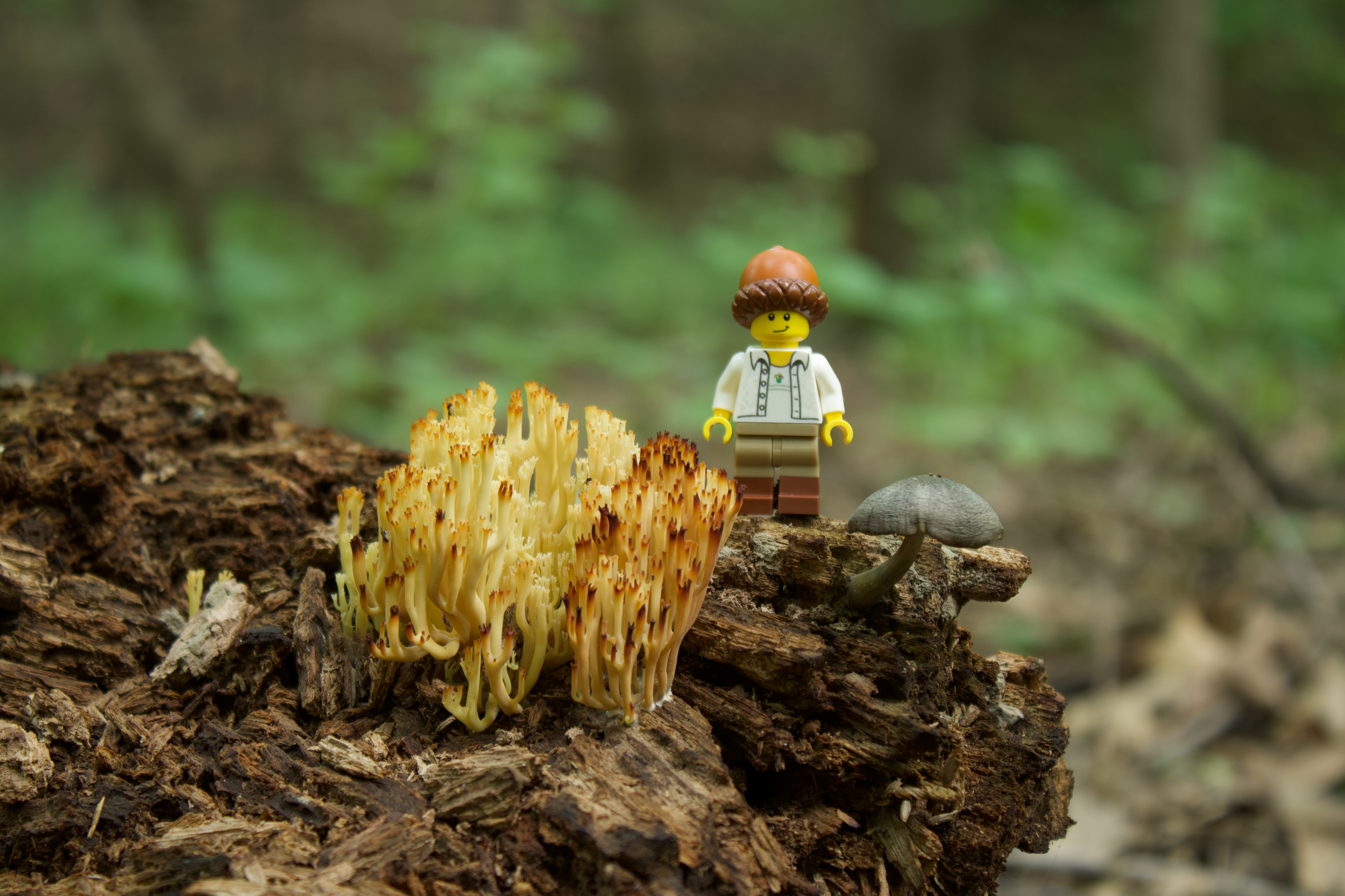 LEGO minifigure beside yellow coral fungi and a gray mushroom on a forest log